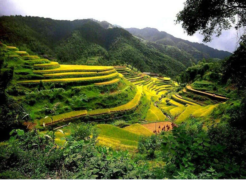 Yellow Rice Terraces
