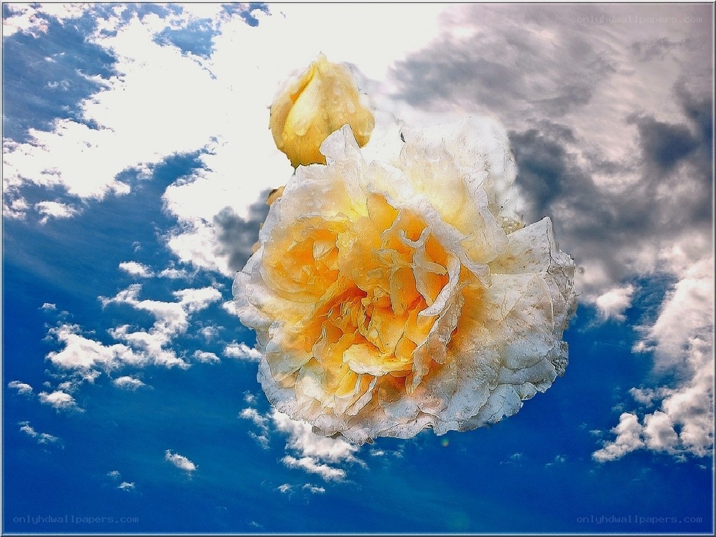 Yellow rose against blue sky