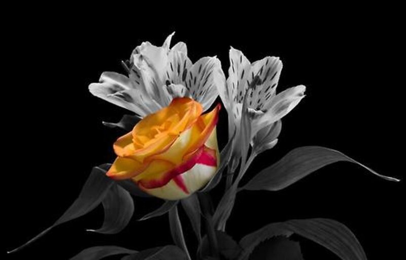 Yellow Rose and Alstroemeria