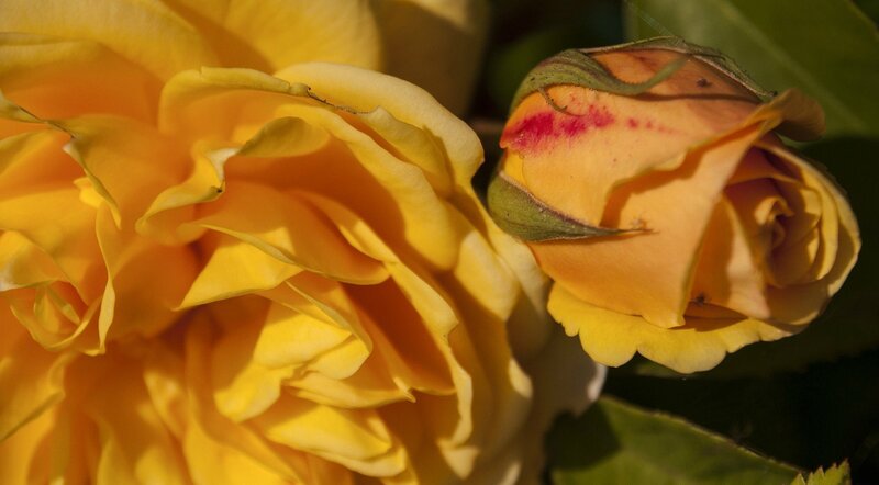 Yellow Rose and Bud — Serene