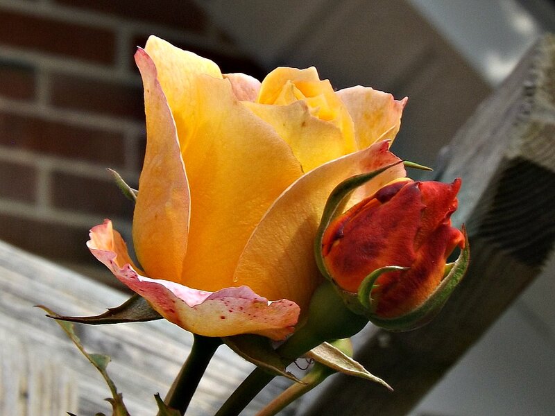 Yellow Rose and Bud