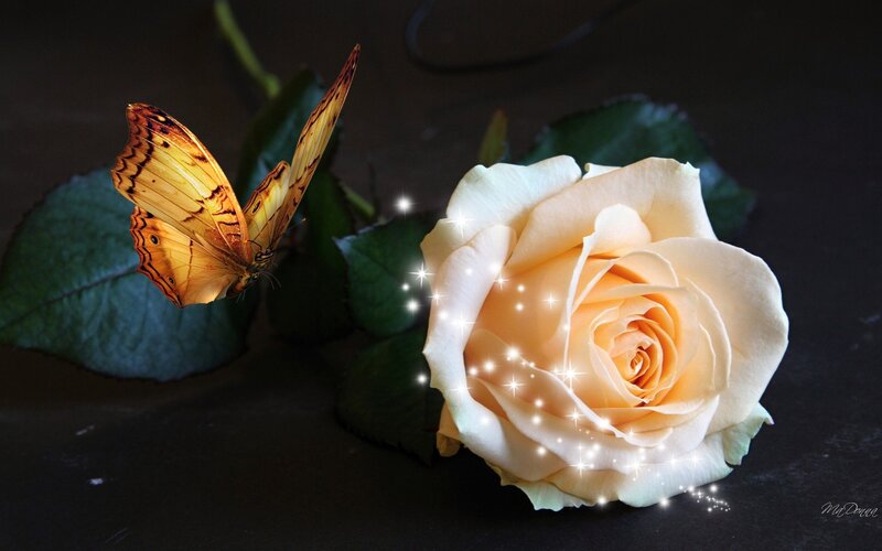 Yellow Rose and Butterfly
