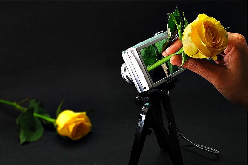 Yellow rose and camera