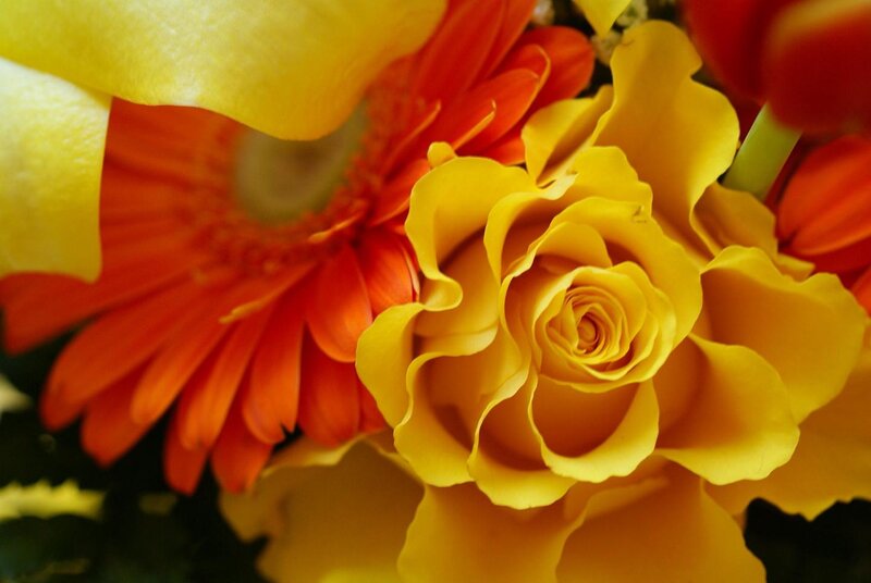 Yellow Rose and Gerbera