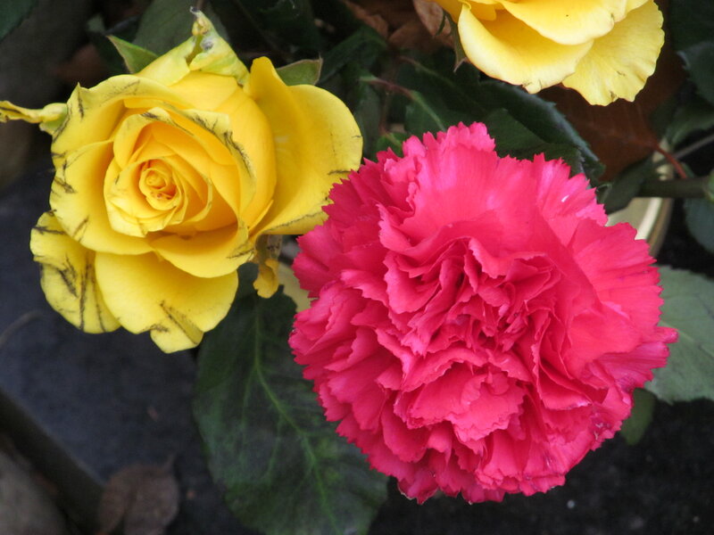 Yellow Rose and Pink Carnation