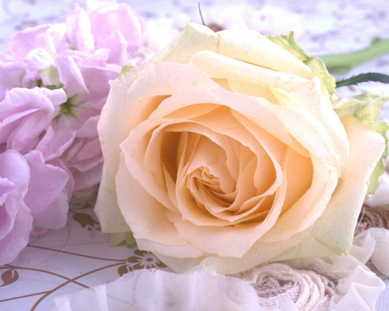 Yellow Rose and Pink Flowers