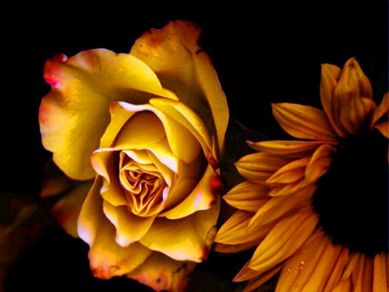 Yellow Rose and Sunflower