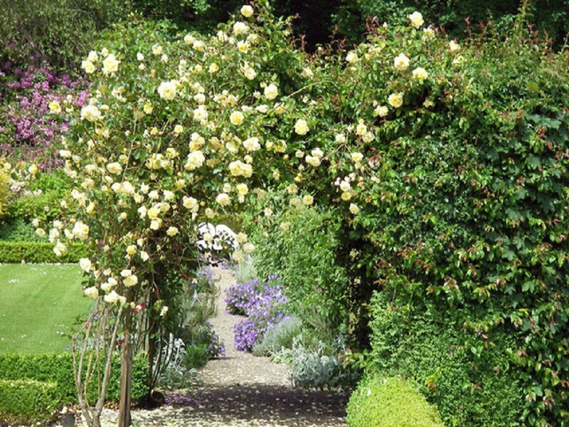 Yellow Rose Arbor