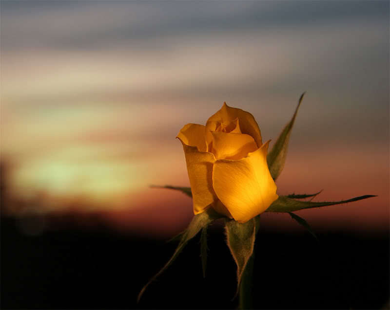 Yellow rose at sunset