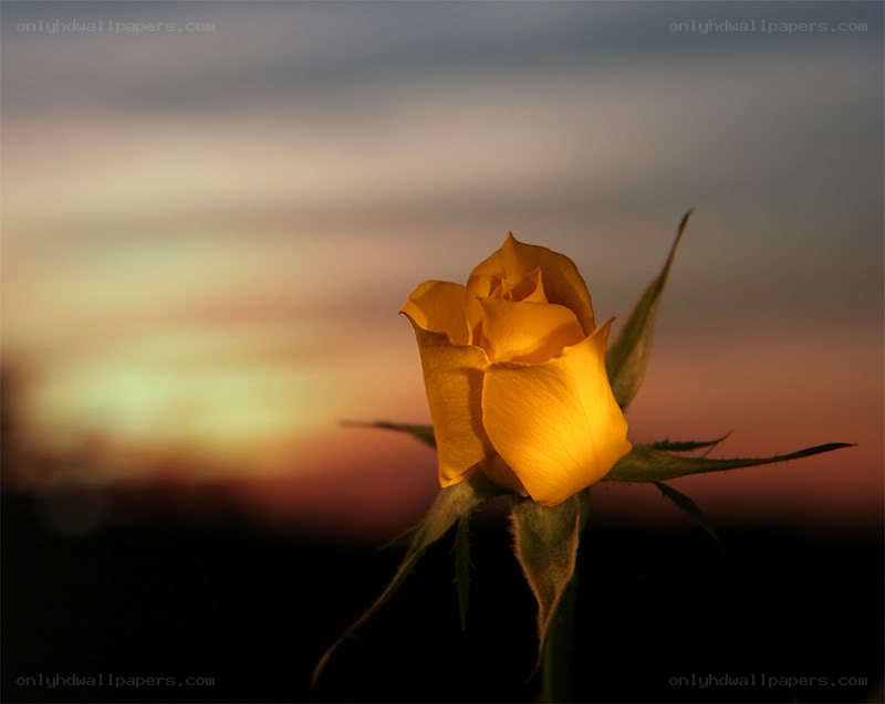 Yellow rose at sunset