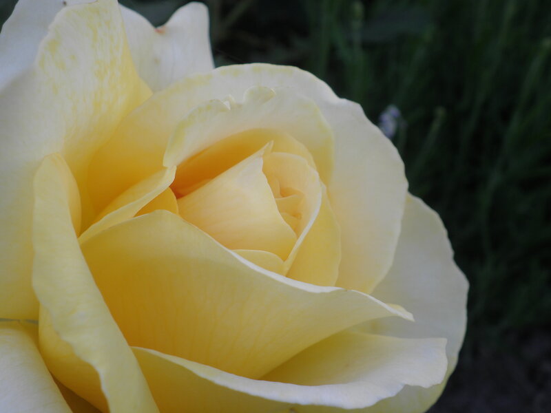Yellow Rose Bloom — Calm, Afternoon