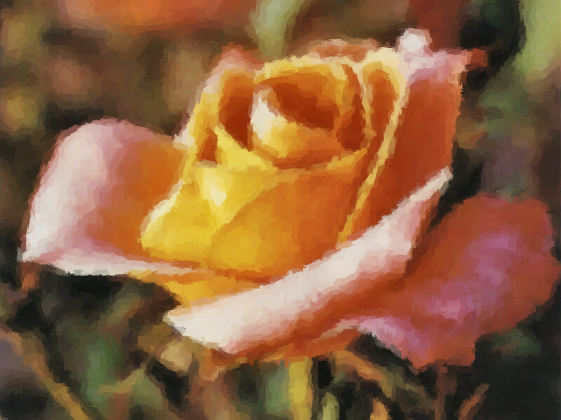 Yellow Rose Bloom — Calm, Painting