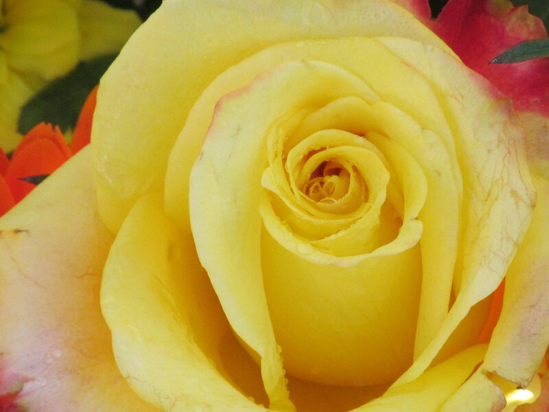 Yellow Rose Bloom — Calm, Photograph, Petals, Flower