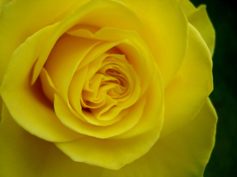 Yellow Rose Bloom — Calm, Photograph, Petals