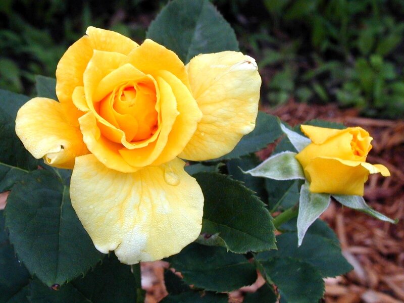Yellow Rose Bloom — Calm, Photograph, Rosebud