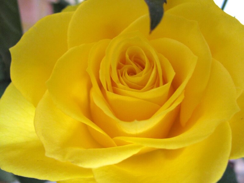Yellow Rose Bloom — Calm, Photograph