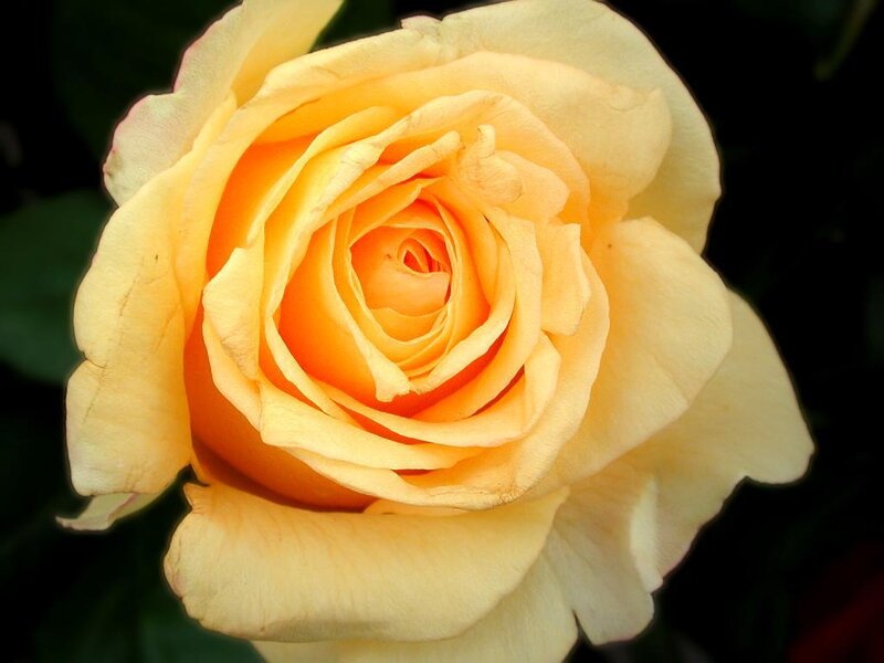 Yellow Rose Bloom — Calm