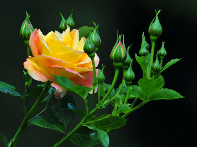 Yellow Rose Bloom — Dramatic, Photograph