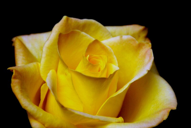 Yellow Rose Bloom — Dramatic