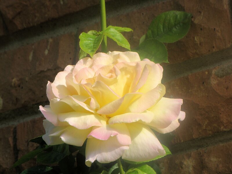 Yellow Rose Bloom — Serene, Afternoon, Photograph, Brick Wall