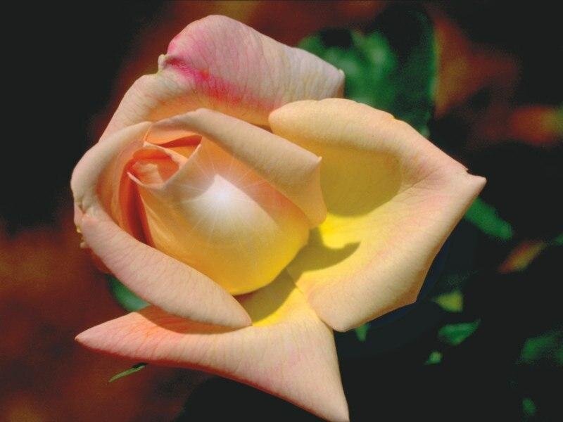Yellow Rose Bloom — Serene, Afternoon