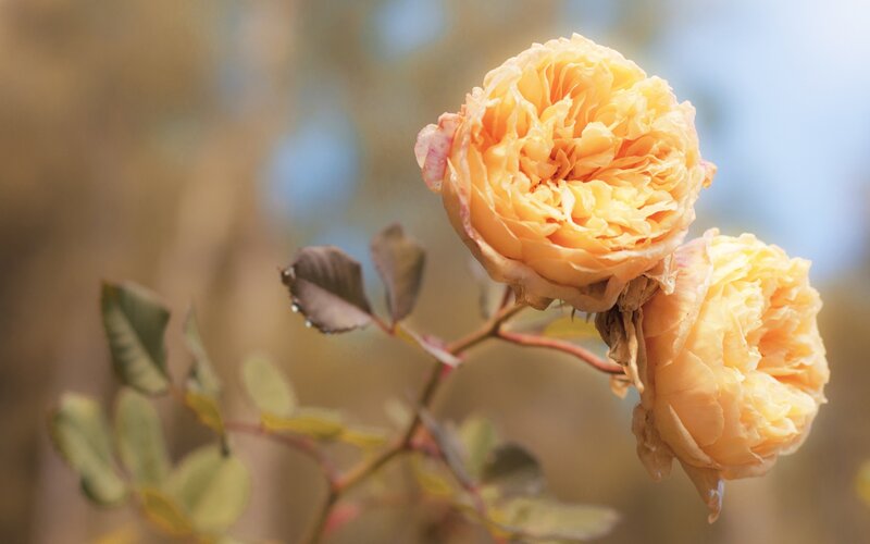 Yellow Rose Bloom — Serene, Autumn