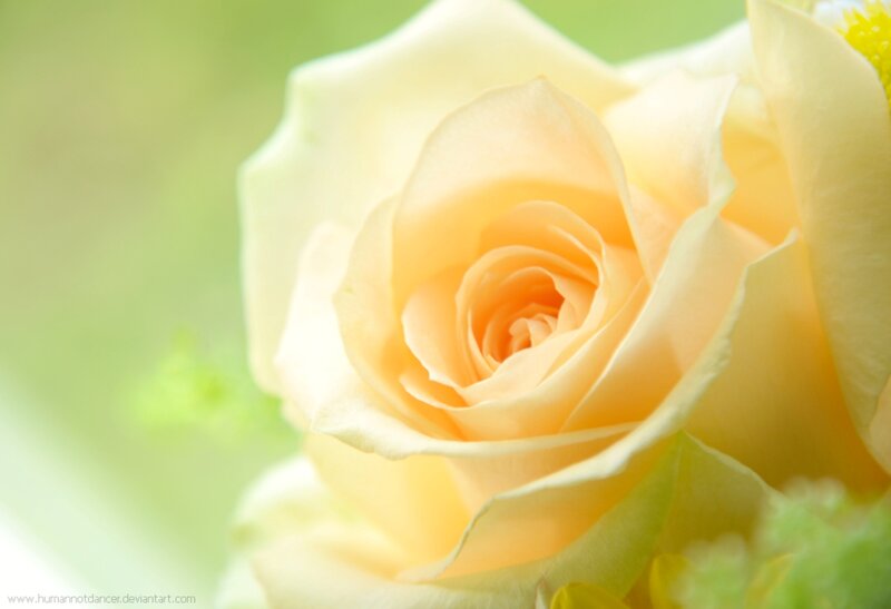 Yellow Rose Bloom — Serene, Morning