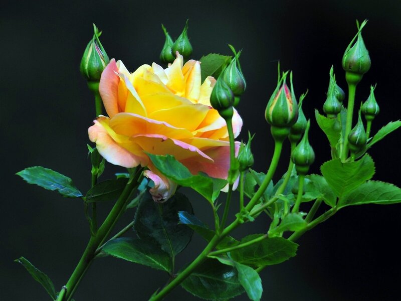 Yellow Rose Bloom — Serene, Photograph, Buds, Leaves