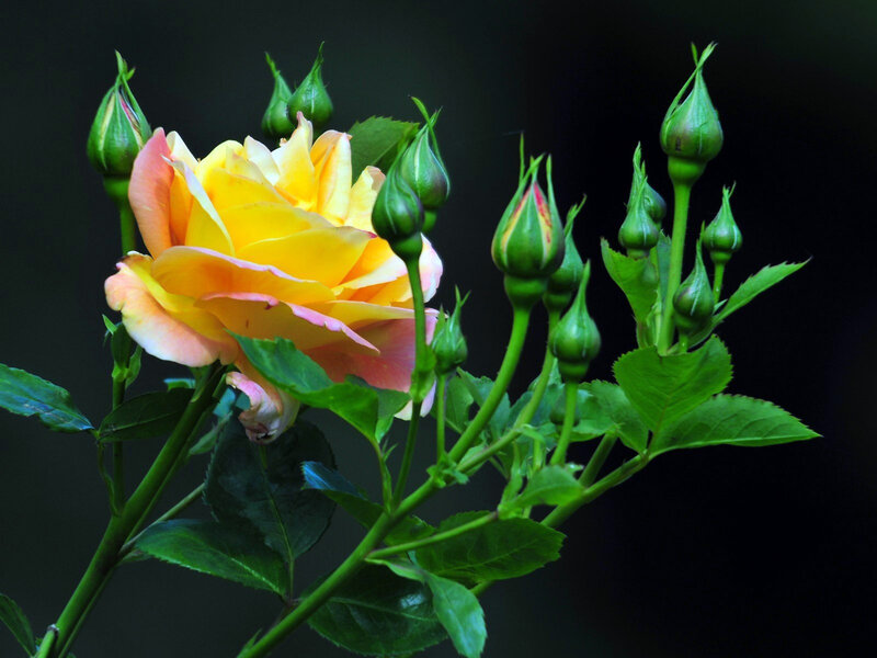Yellow Rose Bloom — Serene, Photograph, Buds