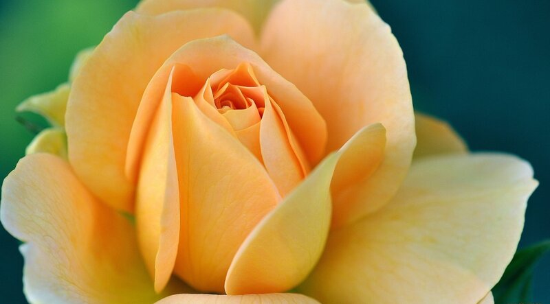 Yellow Rose Bloom — Serene, Photograph, Petals, Green Background