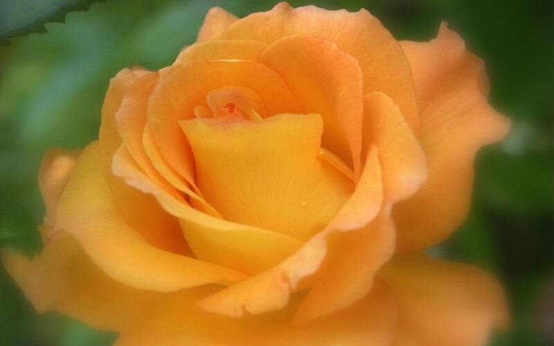Yellow Rose Bloom — Serene, Photograph, Petals, Green Leaves