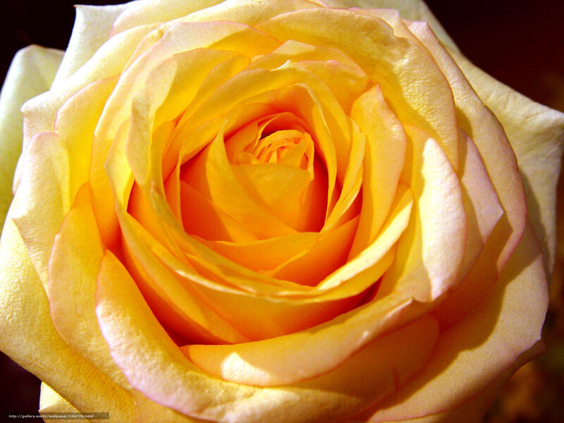 Yellow Rose Bloom — Serene, Photograph, Petals, Sunlight