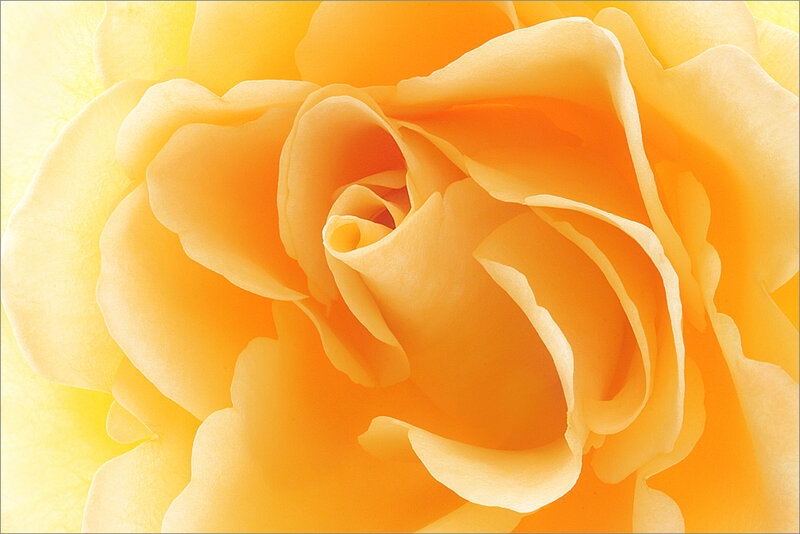 Yellow Rose Bloom — Serene, Photograph, Petals