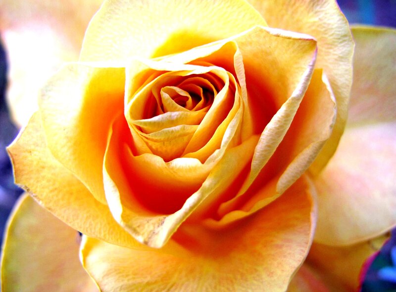 Yellow Rose Bloom — Serene, Photograph