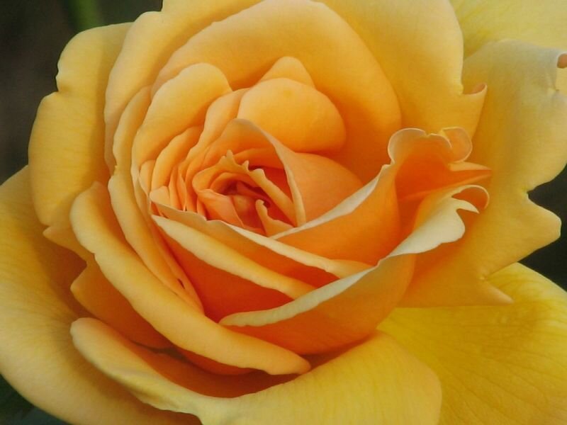 Yellow Rose Bloom