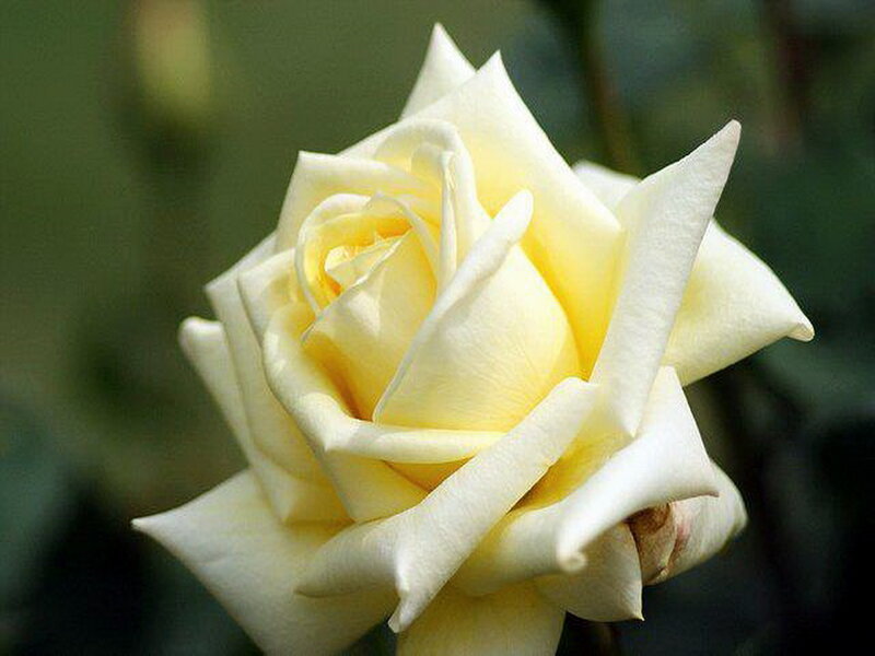 Yellow Rose Bloom — White, Calm