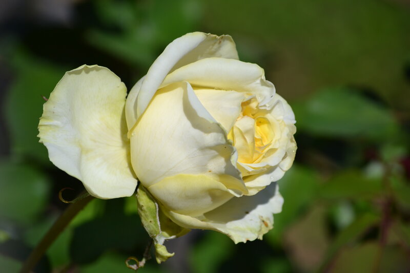 Yellow Rose Bloom — White