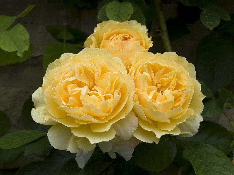 Yellow Rose Blooms