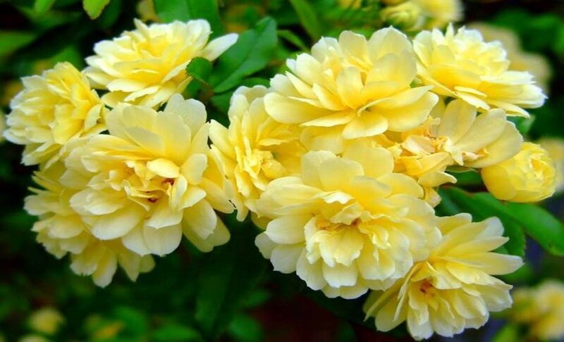 Yellow Rose Blossoms