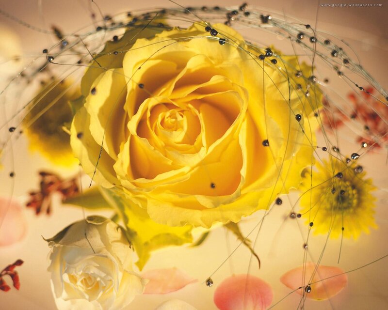 Yellow Rose Bouquet — Calm