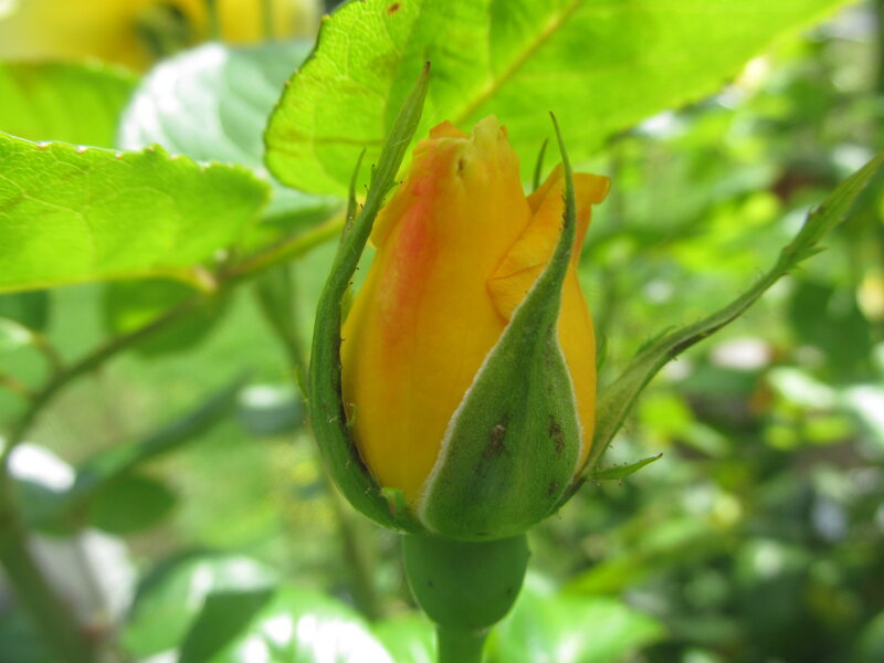 Yellow Rose Bud — Calm, Afternoon, Photograph, Green Leaves