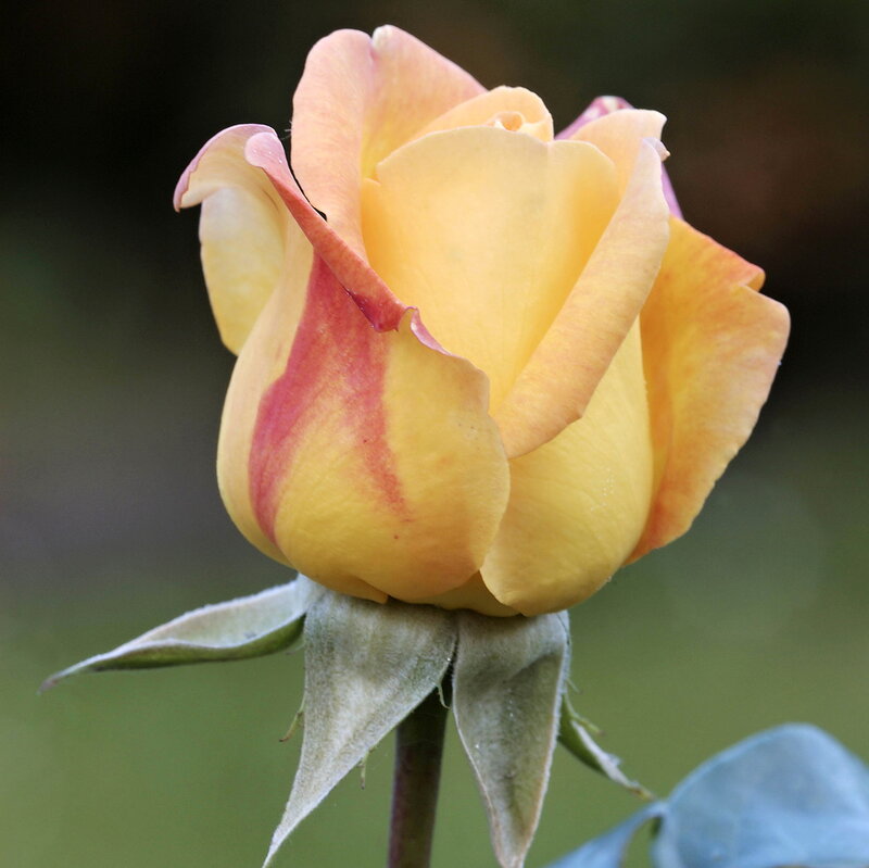 Yellow Rose Bud — Calm, Afternoon, Photograph, Stem