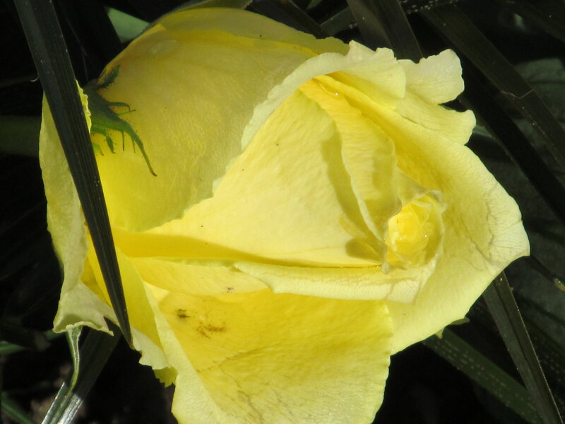 Yellow Rose Bud — Calm, Afternoon, Photograph