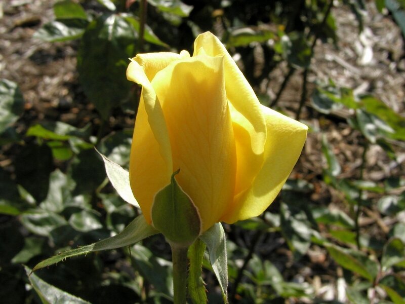 Yellow Rose Bud — Calm, Afternoon