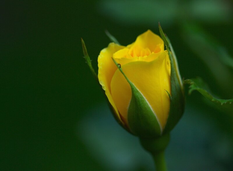 Yellow Rose Bud — Calm, Photograph, Leaf