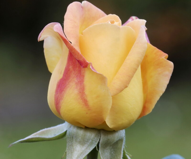 Yellow Rose Bud — Calm, Photograph, Petals, Stem
