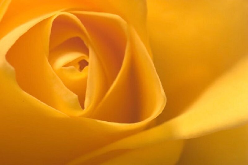Yellow Rose Bud — Calm, Photograph, Petals