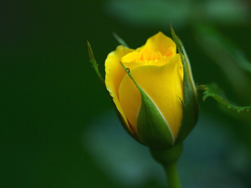 Yellow Rose Bud — Calm, Photograph, Stem