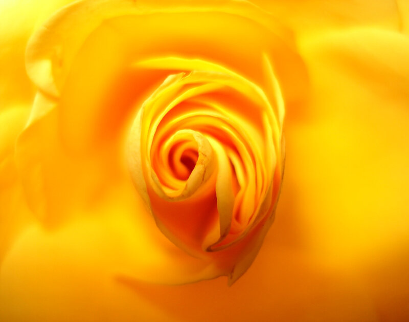 Yellow Rose Bud — Calm, Photograph