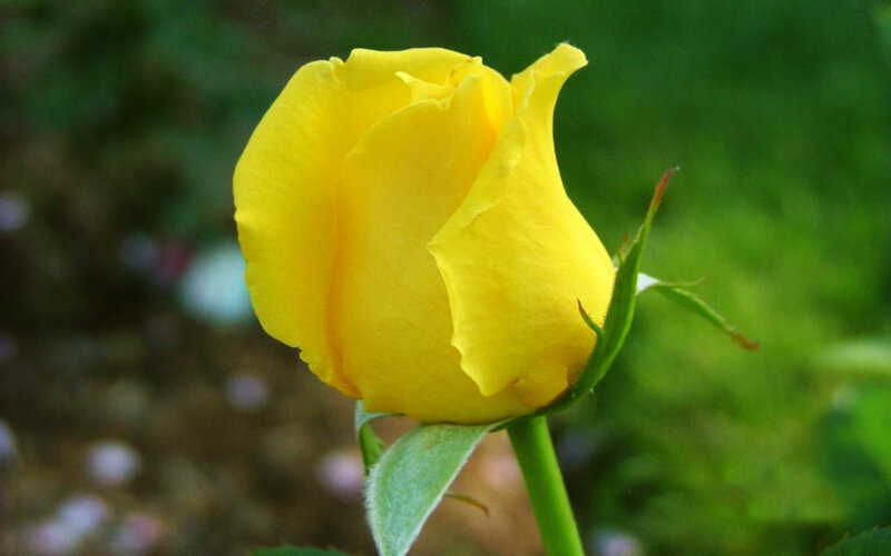 Yellow Rose Bud — Calm